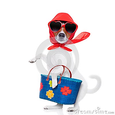 Shopping dog diva Stock Photo