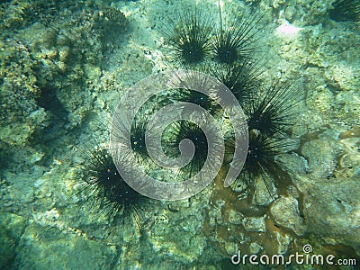 Shoral of sea urchins on the underwater stone Stock Photo