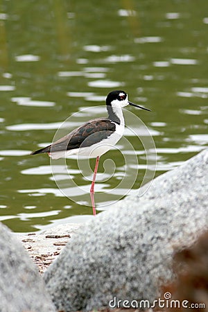 Shore bird on rocks by lake Stock Photo