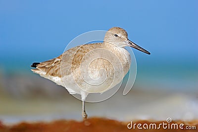 Shore bird Willet, sea water bird in the nature habitat. Animal on the ocean coast. White bird in the sand beach. Beautiful bird f Stock Photo