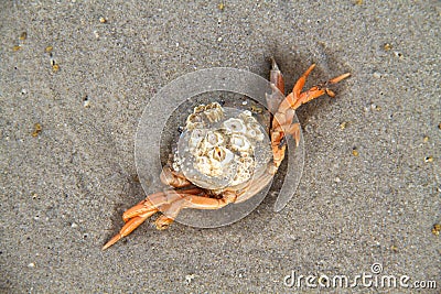 Shore crab with Barnacles Stock Photo