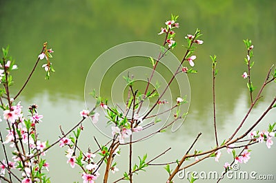 On the shore of the green lake, there are five or six peach branches on the green grass. Stock Photo