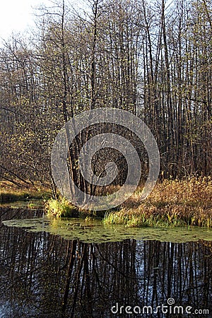 Shore of a small forest pond in autumn Stock Photo