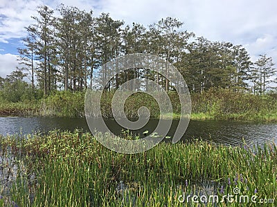 shore of the swamps and rivers of the marsh Stock Photo