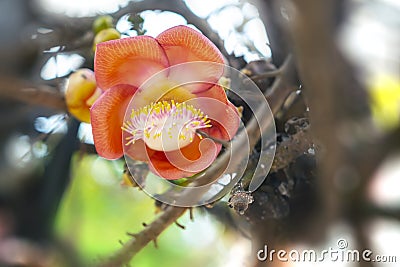 the Shorea robusta or Cannon Ball Flower blooming on the Sala tree Stock Photo