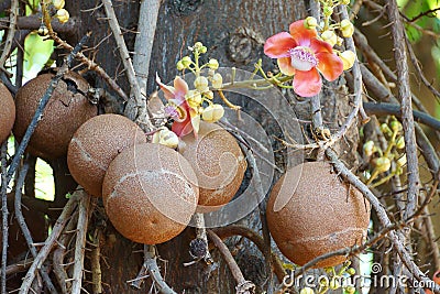 Shorea robusta tree Stock Photo