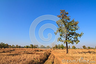 Shorea siamensis in parched rice field Stock Photo