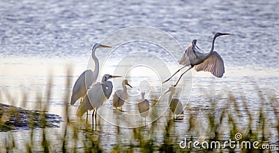 Shorebird Egrets and Herons, Hilton Head Island Stock Photo