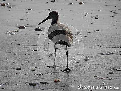 Shorebird walking along wet sand on beach Stock Photo