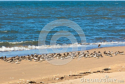 Shorebirds on a beach Stock Photo