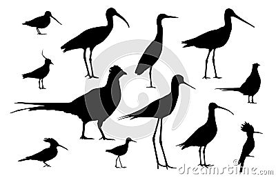 Shorebirds and birds of fields Vector Illustration