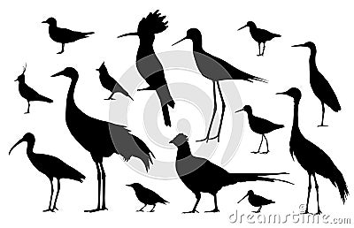 Shorebirds and birds of fields Vector Illustration