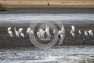 Wading birds at Bombay Hook National Wildlife Refuge (NWR) including Great white Egrets and Tricolored Herons. Stock Photo