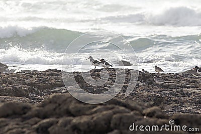 Shorebirds waitng for the tide Stock Photo