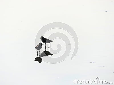 Shorebirds on the water mirror of the beach. Stock Photo
