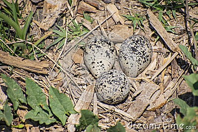 Shoreline Killdeer Nest Stock Photo