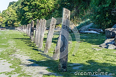 Shoreline Leaning Pilings 8 Stock Photo