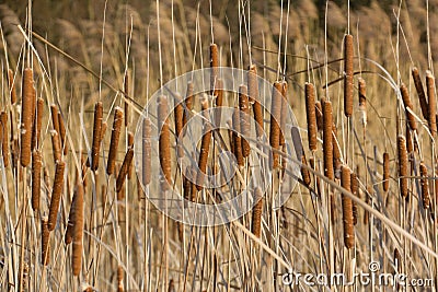 On the shores of lake Stock Photo