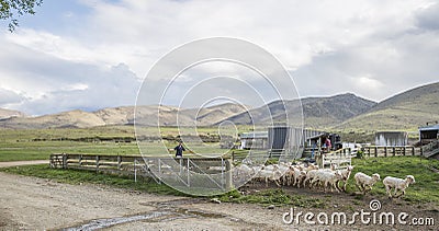 Shorn Merino sheep leave yard Stock Photo