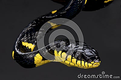 Short banded mangrove snake (Boiga dendrophila melanota) Stock Photo