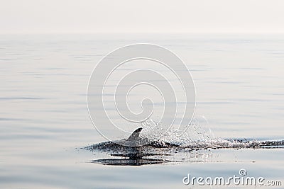 Short-Beaked Common Dolphin in Atlantic Ocean Stock Photo