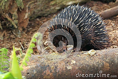 Short-beaked echidna Stock Photo