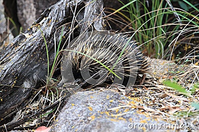 short-beaked echidna in the forest , on Magnetic Island, Queensland Australia Stock Photo