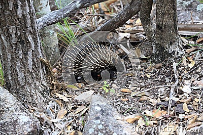 short-beaked echidna in the forest , on Magnetic Island, Queensland Australia Stock Photo