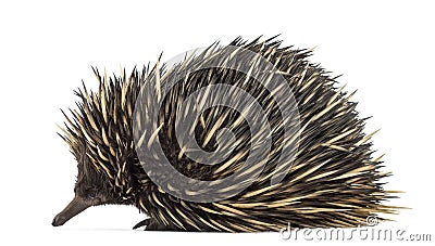 Short-beaked echidna isolated on white Stock Photo