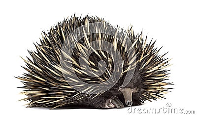 Short-beaked echidna isolated on white Stock Photo