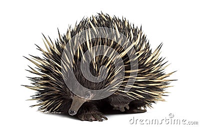 Short-beaked echidna isolated on white Stock Photo