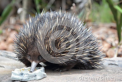 Short-beaked Echidna (Tachyglossus aculeatus) Stock Photo