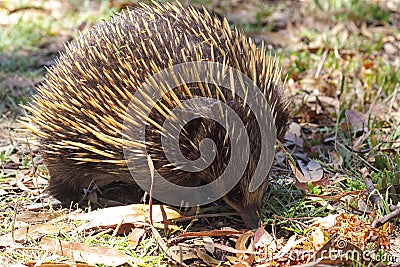 Short-beaked Echidna (Tachyglossus aculeatus) Stock Photo