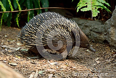 Short-beaked echidna Tachyglossus aculeatus Stock Photo