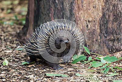 Wild short-beaked echidna, Tachyglossus aculeatus, walking in the eucalyptus forest. Australia. Stock Photo