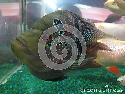 Short body flower horn fish in a petstore Stock Photo