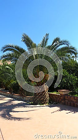 Short and Broad Pineapple Palm Tree in a Park Stock Photo