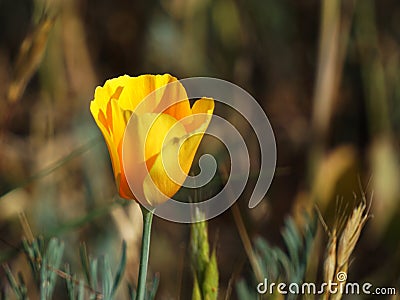 Short depth of field photo of an orange California blossom. Stock Photo