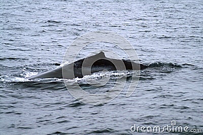 Short dorsal fin of the whale in the ocean Stock Photo