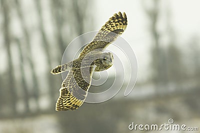 Short eared owl (Asio flammeus) Stock Photo