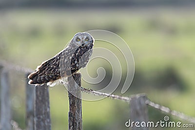 Owl on farm fence Stock Photo