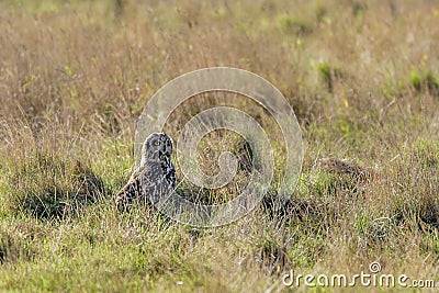 Short-eared Owl (Asio flammeus) in long grass Stock Photo