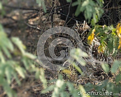 A Short Eared Owl resting Stock Photo