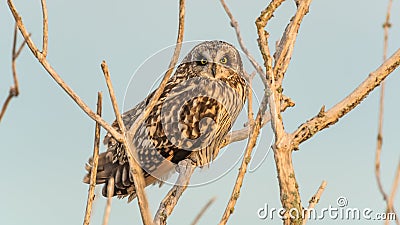 Short-eared owl in tree branches offing camouflage Stock Photo