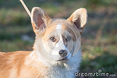 A short foxy dog on the walk photo Stock Photo