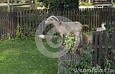 short-furred long horn male bronze gray goat standing on tree stump Stock Photo