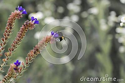 Short-haired bumblebee gathers nectar on blue meadow flowers Stock Photo