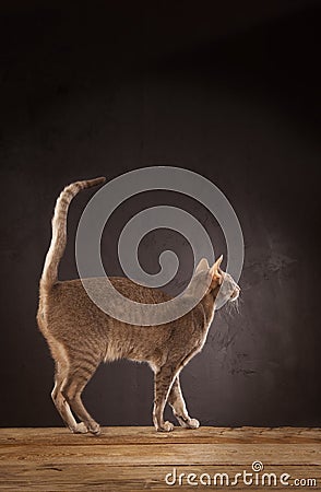 Short haired cat standing Stock Photo