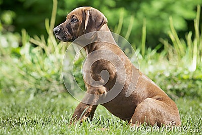 Short-haired Rhodesian Ridge-back puppy dog Stock Photo