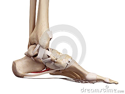 The short plantar ligament Cartoon Illustration